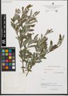Foto von Salix purpurea L.